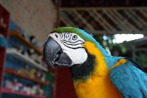 Macaw's head. Stock Photos