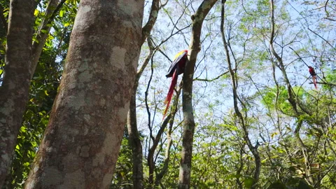 Macaws in jungle trees of Honduras Stock Footage 258314968