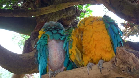Macaws losing feather Video stock 322733657