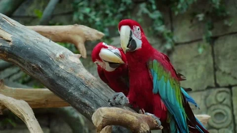 Macaws lovely Bird Video stock 270817708
