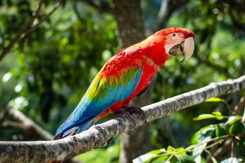Macaws in a natural environment Stock Photos
