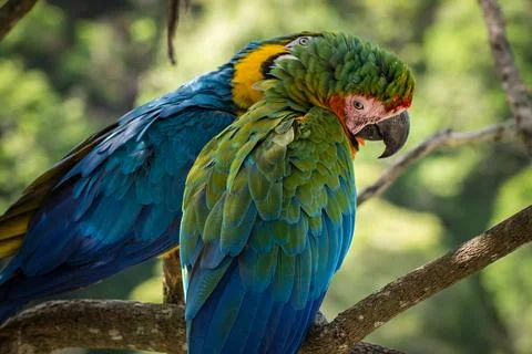 Macaws in a natural environment Foto stock