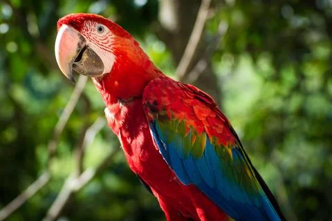 Macaws in a natural environment Stock Photos
