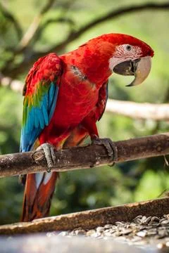Macaws in a natural environment Stock Photos