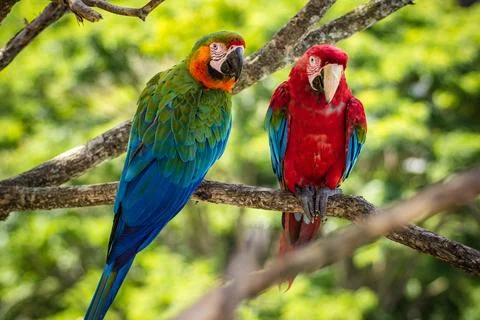 Macaws in a natural environment Stock Photos