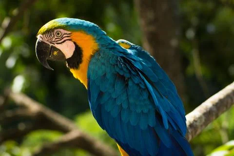 Macaws in a natural environment Stock Photos