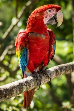 Macaws in a natural environment Stock Photos