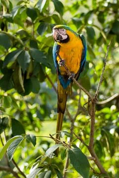 Macaws in a natural environment Stock Photos