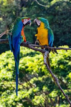 Macaws in a natural environment Stock Photos