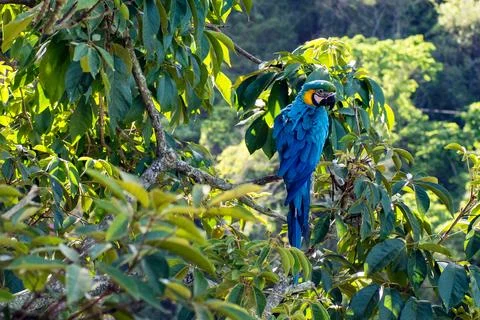 Macaws in a natural environment Stock Photos