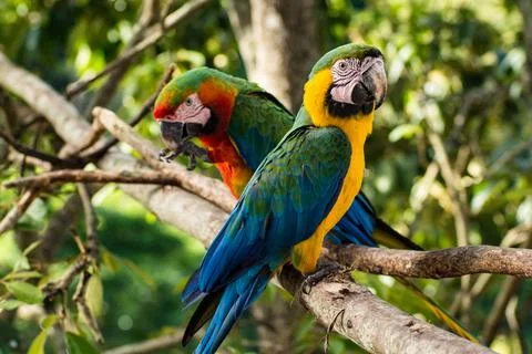 Macaws in a natural environment Stock Photos