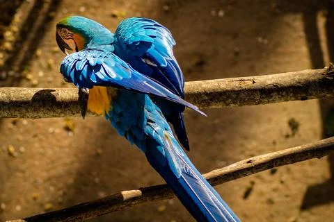 Macaws in a natural environment Stock Photos