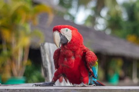 Macaws of the Orinoco Delta Stock Photos