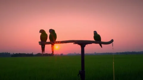 Macaws pairing in the sun, flying freely in the evening as the sun sets on a woo Stock Footage 149084238