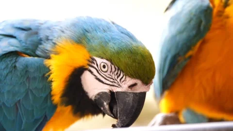Macaws parrot birds Stock-Footage 270817032
