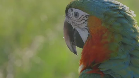 Macaws Parrot portrait Stock Footage