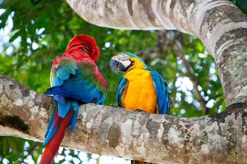 Macaws perched on a tree branch Stock Photos