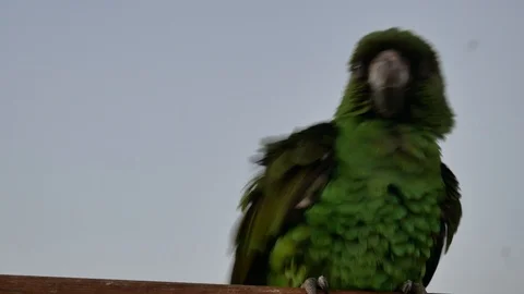 Macaws perching on a branch Stock Footage 102827895