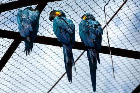 Macaws sitting on a branch Stock Photos