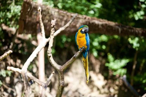 Macaws in the trees at the zoo Stock Photos