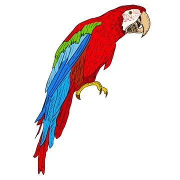 Macaws. vector illustration. Illustrazione stock