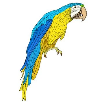 Macaws. vector illustration. Illustrazione stock