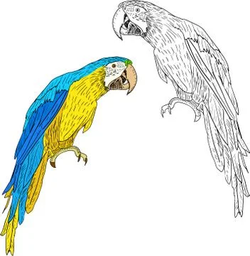Macaws. vector illustration. 스톡 일러스트