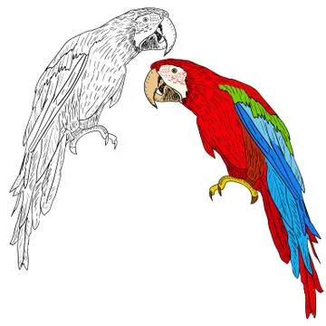 Macaws. vector illustration. Illustrazione stock