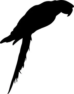 Macaws. Vector illustration. イラスト素材