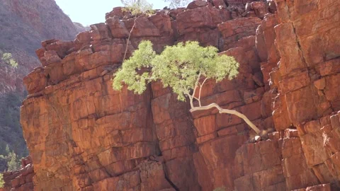 MacDonnell Ranges Ghost Gum Ormiston Gorge Stock Footage 155253840