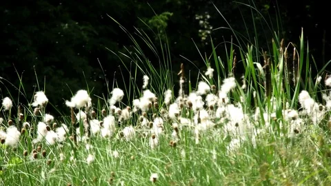 Mace reed in wind Stock Footage 92235420