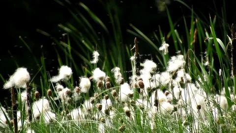 Mace reed in wind Stock Footage 92235822