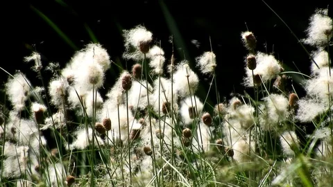 Mace reed in wind Stock Footage 92235950