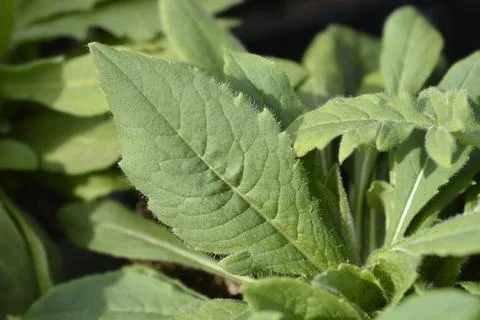 Macedonian scabious Stock Photos