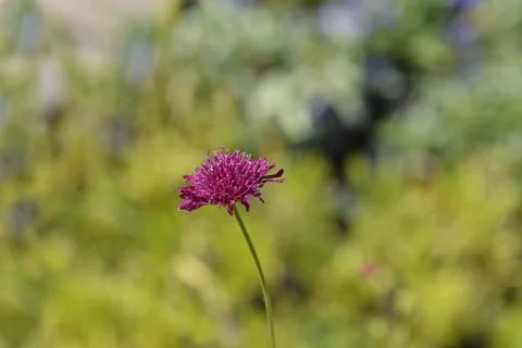 Macedonian scabious Stock Photos
