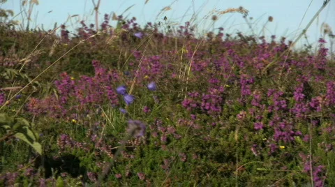 Machair 2 Stock-Footage 95582