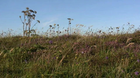 Machair Stock-Footage 95557