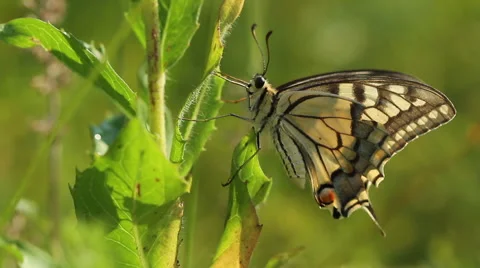 Machaon butterfly on flowers Stock Footage 47251672