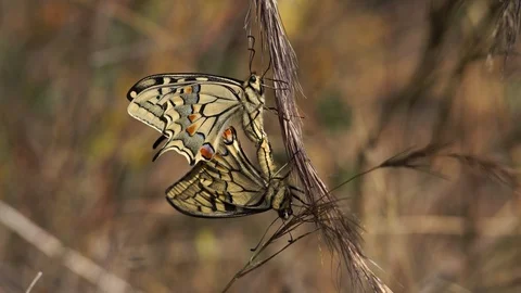 Machaon butterfly Stock Footage 111784431