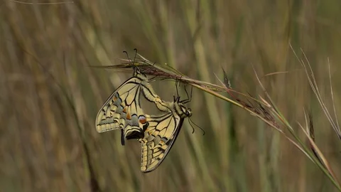 Machaon butterfly Stock Footage 111784544