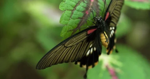 Machaon butterfly on green leaf Macro Close up 4K Stock Footage 94566443