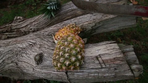 Machete Aggressively Chops Pineapple Stock Footage 73785492