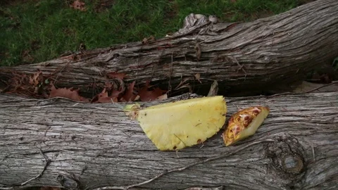 Machete Chops Pineapple and Left in Log Stock Footage 73785361