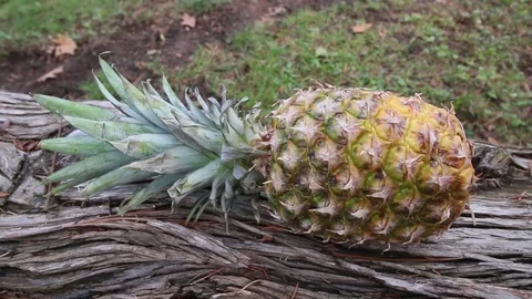 Machete Chops Pineapple Leaves Stock Footage 73785365