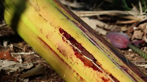 Machete cutting banana tree on the ground Stock Footage 8997953