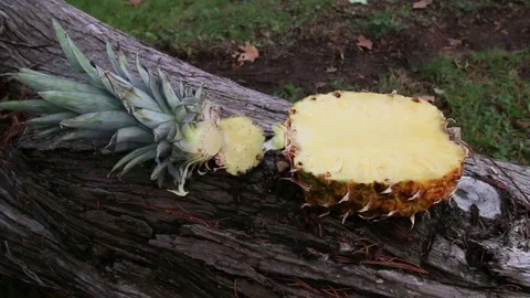 Machete Slicing Pineapple Stock Footage 73785557