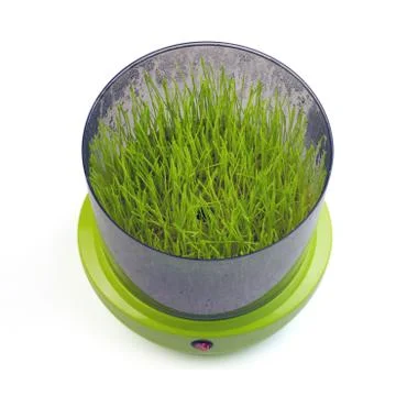 Machine for automatic sprouting grains Foto stock