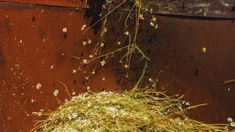 The machine collects chamomile from the field into a container Stock Footage 126664311