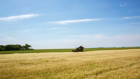 The machine collects chamomile on the field for cosmetics Stock Footage 91918650