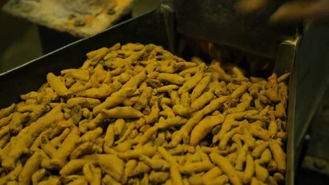 Machine Crush Turmeric Root To Powder For Curry In A Spices Factory. Stock Footage 122798555